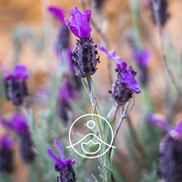 Florihana Lavendel Stoechade (Fransk Lavendel) eterisk olje, økologisk, 100% ren og naturlig