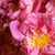 Florihana Rose Centifolia absolutt