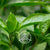 Florihana Basilikum Exotic eterisk olje, økologisk, 100% ren og naturlig