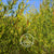 Florihana Sitron Tetre (Lemon Tea Tree) eterisk olje, økologisk, 100% ren og naturlig
