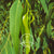 Florihana Eukalyptus Smithii eterisk olje, økologisk, 100% ren og naturlig