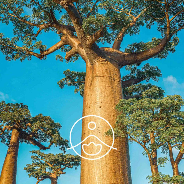 Florihana Baobabolje, økologisk og kaldpresset - 50 / 100 ml