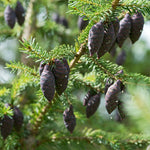 Florihana Svartgran (Black Spruce) eterisk olje, økologisk, 100% ren og naturlig