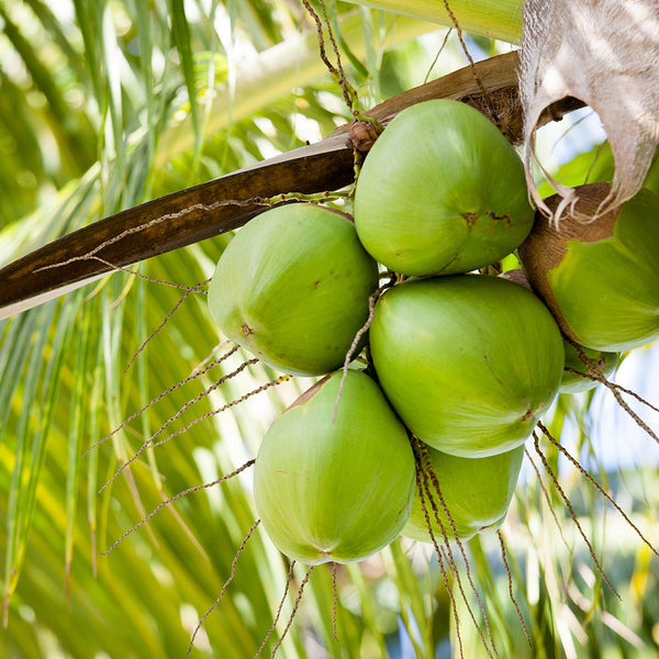 Florihana kokosolje, økologisk, uraffinert og kaldpresset - 270 ml