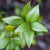 Florihana Grønn Myrt eterisk olje, økologisk, 100% ren og naturlig