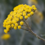 Florihana Helichrysum (Immortelle) eterisk olje, økologisk, 100% ren og naturlig