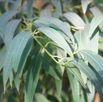 Florihana Eukalyptus Radiata eterisk olje, økologisk, 100% ren og naturlig