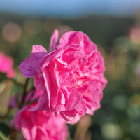 Florihana Rose & Rose, ansiktsolje - 30 ml