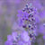 Florihana Lavendel Vera Vill hydrolat, økologisk - 100 ml