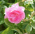Florihana Rose Centifolia hydrolat, økologisk - 100 ml