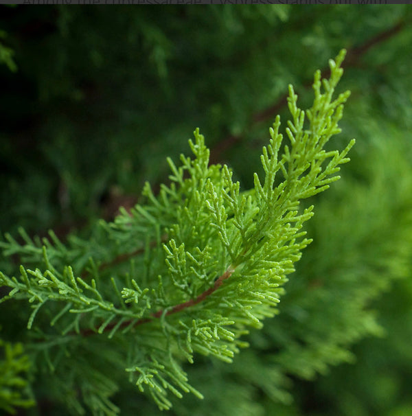 Florihana Sypress/Cypress eterisk olje, økologisk, 100% ren og naturlig