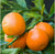 Florihana Mandarin rød eterisk olje, økologisk, 100% ren og naturlig