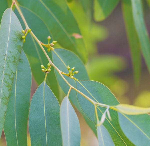 Florihana Sitroneukalyptus eterisk olje, økologisk, 100% ren og naturlig