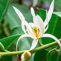 Florihana Magnolia eterisk olje, 100% ren og naturlig