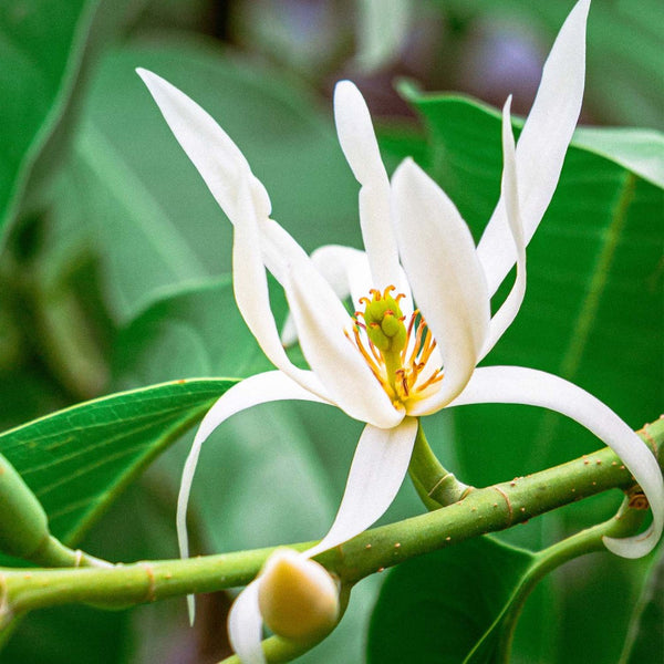 Florihana Magnolia eterisk olje, 100% ren og naturlig