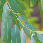 Florihana Eukalyptus Globulus hydrolat, økologisk - 100 ml