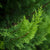 Florihana Sypress/Cypress hydrolat, økologisk - 100 ml