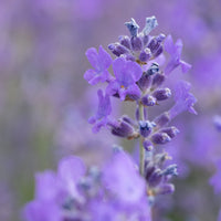 Florihana Lavendel macerate olje, økologisk - 100 ml