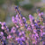 Florihana Lavendel Vera hydrolat, økologisk - 100 ml