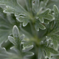 Florihana Mugwort (Artemisia herba alba) eterisk olje, økologisk, 100% ren og naturlig
