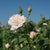 Florihana Rose Alba hydrolat, økologisk - 100 ml