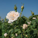 Florihana Rose Alba (hvit rose) eterisk olje, økologisk, 100% ren og naturlig