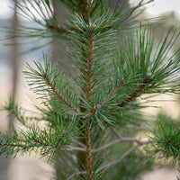 Florihana Furu (Pinus sylvestris) eterisk olje, økologisk, 100% ren og naturlig