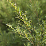Florihana Tetre (Tea Tree) eterisk olje, økologisk, 100% ren og naturlig